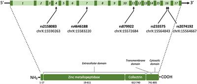 Association of ACE2 Polymorphisms and Derived Haplotypes With Obesity and Hyperlipidemia in Female Spanish Adolescents